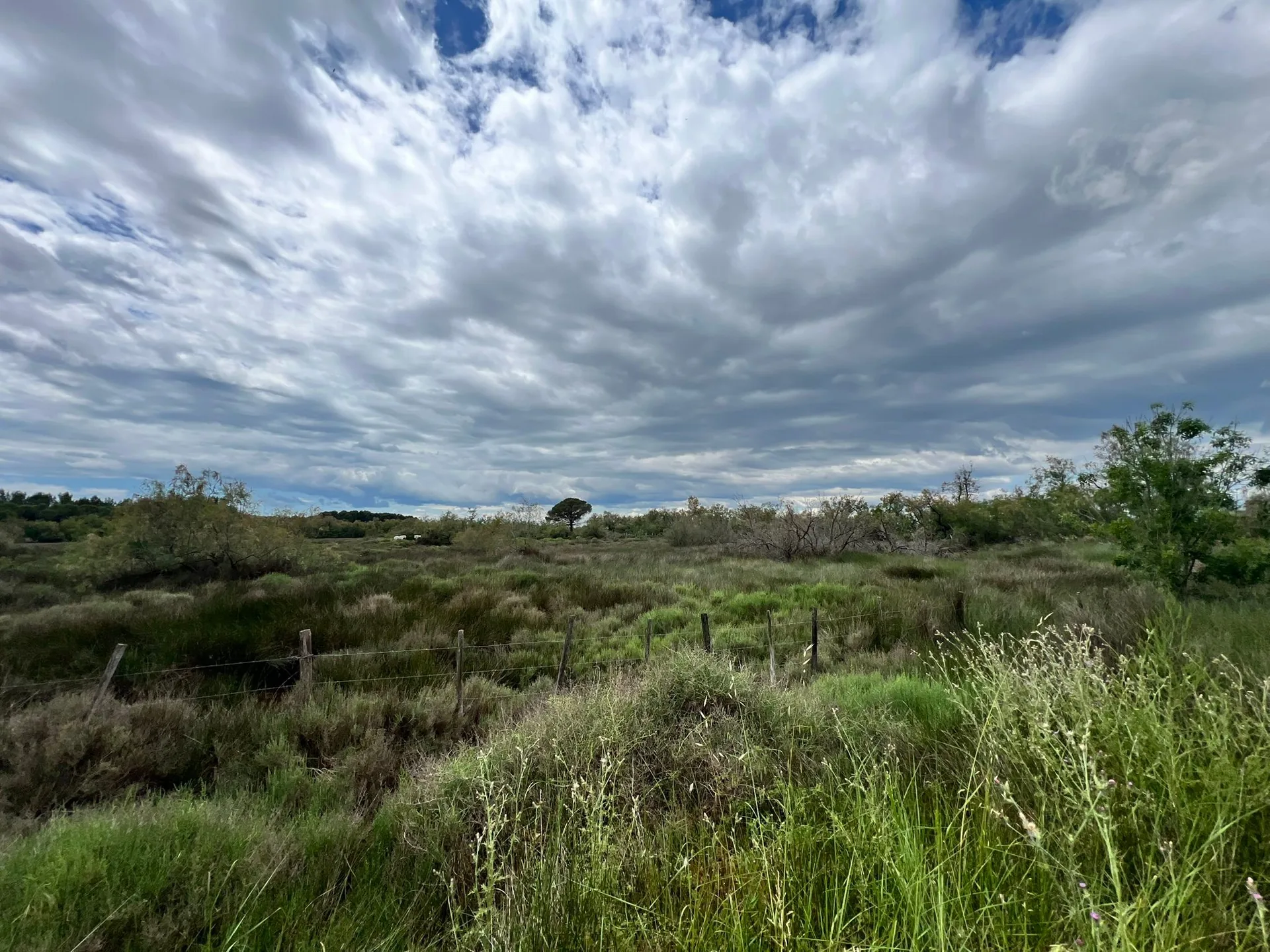 Camargue a jižní Francie, květen 2025 (4)